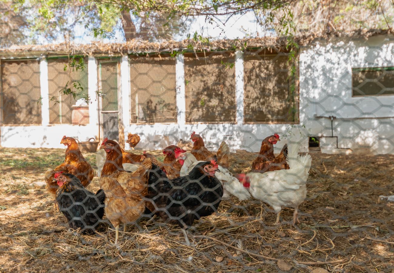 Country house in Alaro - Finca Can Lluc